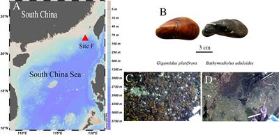 Different Nitrogen Sources Fuel Symbiotic Mussels at Cold Seeps